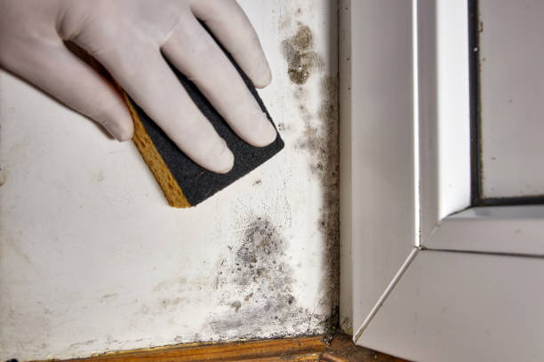 Best Basement Mold Removal  in Lithonia, GA